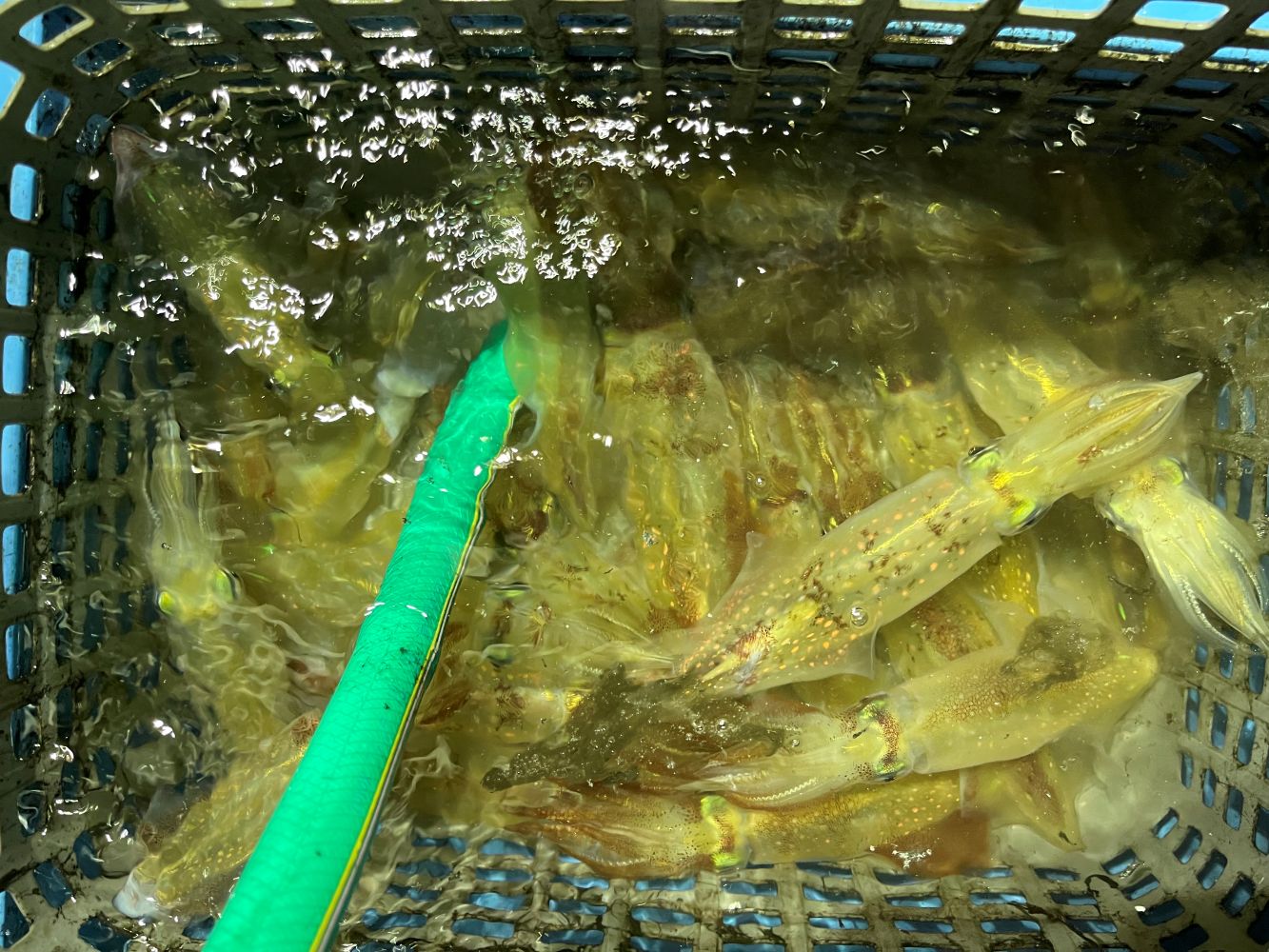 6月27日