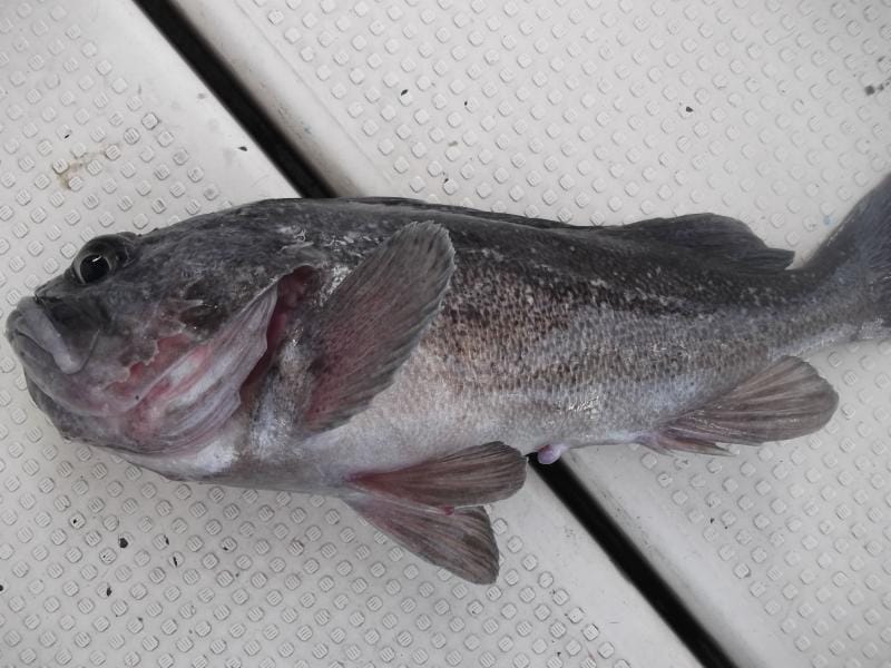 季節の魚 香住港周辺で釣れる魚 浩龍丸 兵庫県美方郡